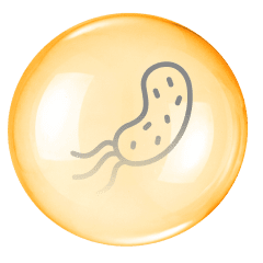 fabric bacteria