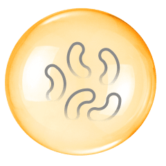 fabric bacteria